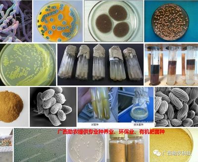 南寧微瑞生物科技 聚焦前沿科技，驅動健康未來